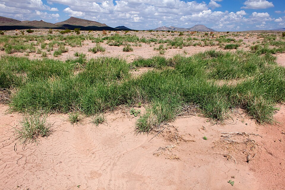 Euphorbia parviflora — photo