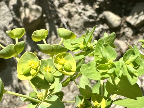 Euphorbia peplus (Petty spurge) — photo