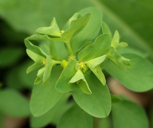 Euphorbia peplus