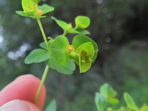 Euphorbia platyphyllos (Broad-leaved spurge) — photo
