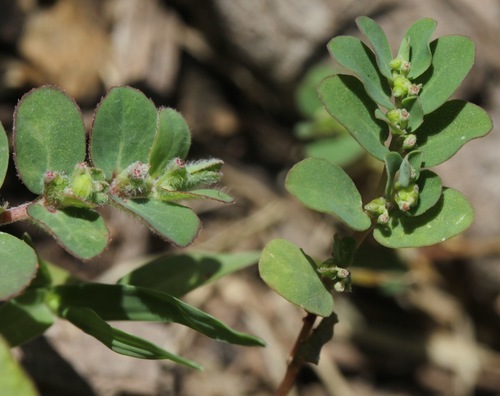 Euphorbia prostrata (Prostrate spurge) — photo