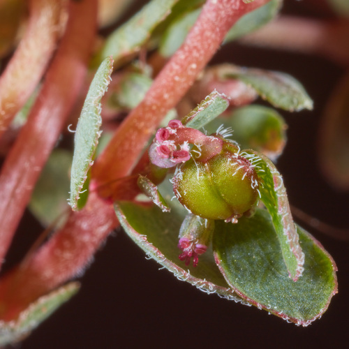 Euphorbia prostrata (Prostrate spurge) — photo