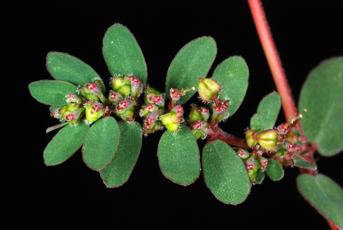 Euphorbia prostrata