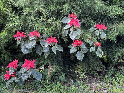 Euphorbia pulcherrima (Scarlet Poinsettia) — photo