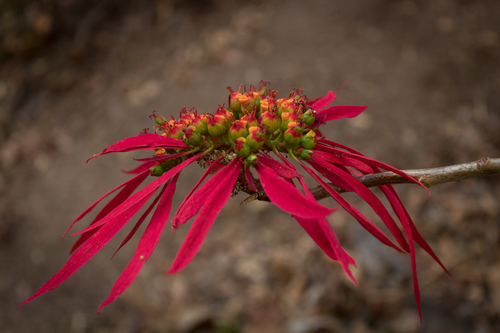 Euphorbia pulcherrima (Scarlet Poinsettia) — photo