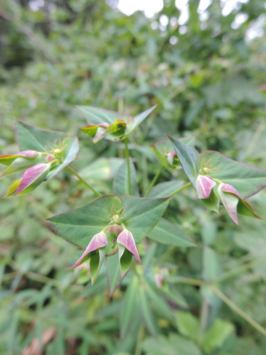 Euphorbia schimperiana — photo