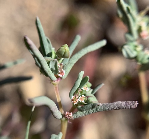 Euphorbia serpyllifolia (Thymeleaf sandmat) — photo