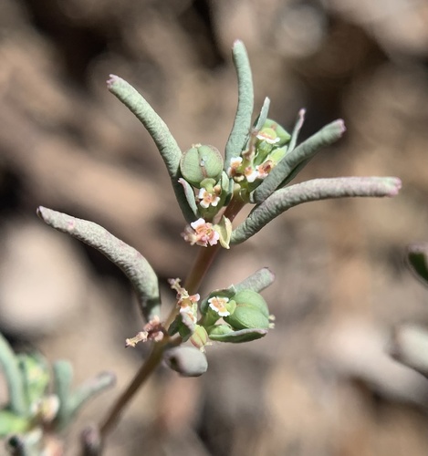 Euphorbia serpyllifolia (Thymeleaf sandmat) — photo