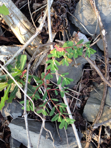 Euphorbia serpyllifolia