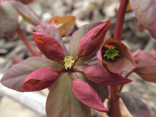 Euphorbia sieboldiana (Kan Sui) — photo