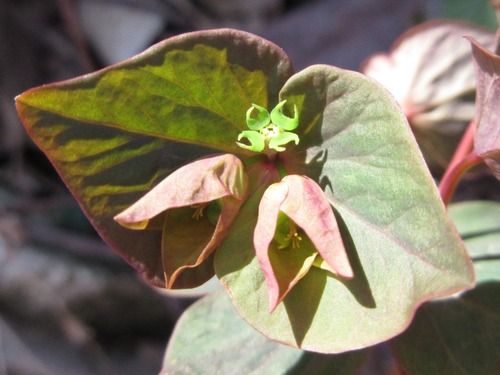 Euphorbia sieboldiana (Kan Sui) — photo