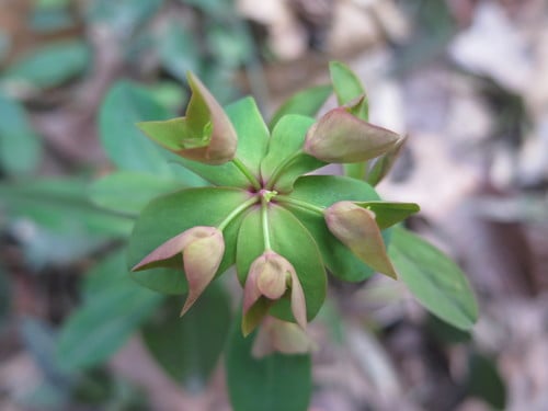 Euphorbia sieboldiana