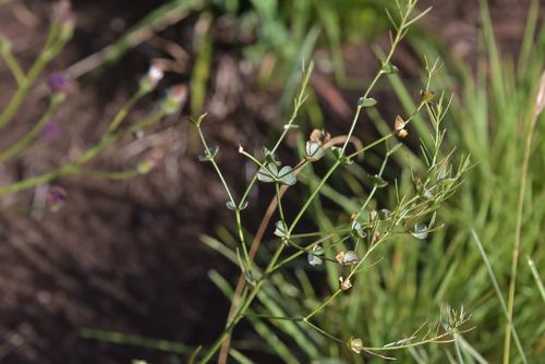Euphorbia striata (Milkweed) — photo