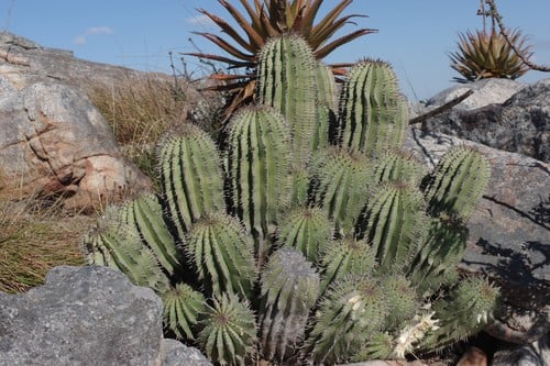 Euphorbia striata (Milkweed) — photo