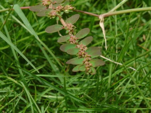 Euphorbia thymifolia (Red Caustic creeper) — photo