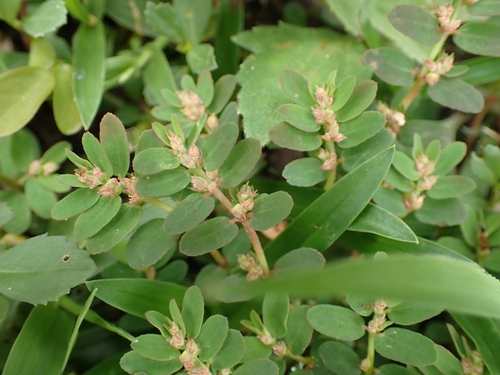 Euphorbia thymifolia (Red Caustic creeper) — photo