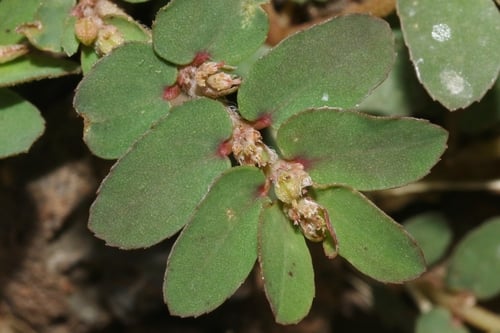 Euphorbia thymifolia