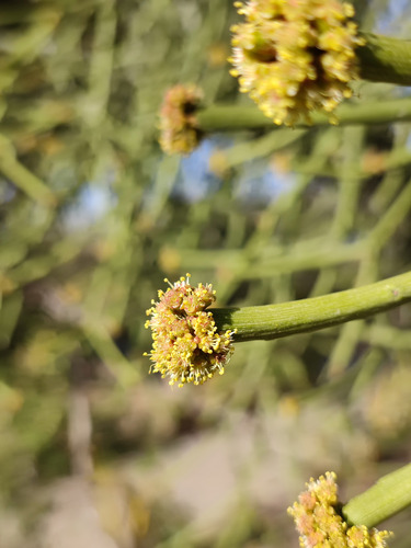 Euphorbia tirucalli (Rubber hedge) — photo