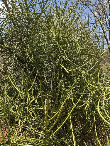 Euphorbia tirucalli (Rubber hedge) — photo
