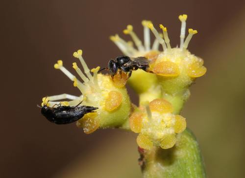 Euphorbia tirucalli