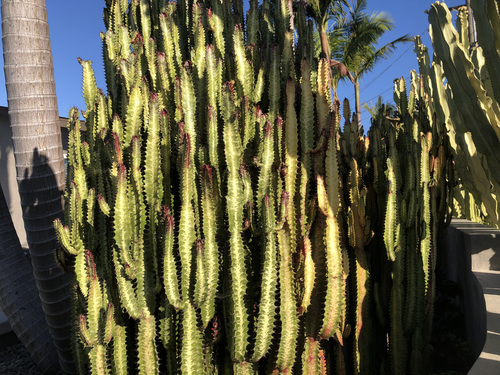Euphorbia trigona (African milk tree) — photo