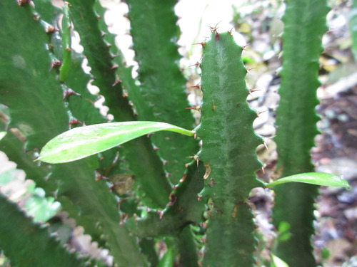 Euphorbia trigona (African milk tree) — photo