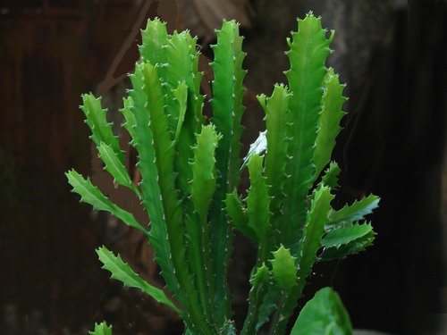 Euphorbia trigona