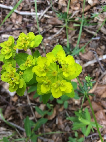 Euphorbia verrucosa (Warty spurge) — photo
