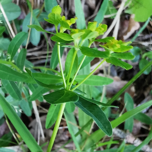 Euphorbia verrucosa (Warty spurge) — photo