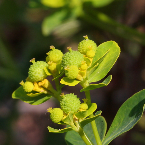 Euphorbia verrucosa