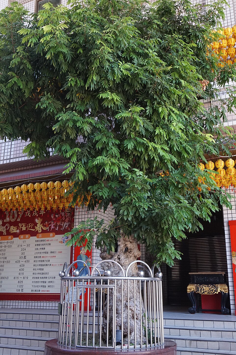 Euphoria cinerea (Mata kiching) — photo