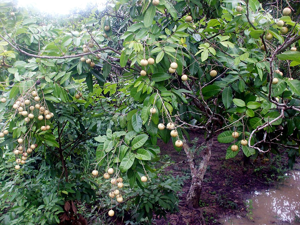 Euphoria cinerea