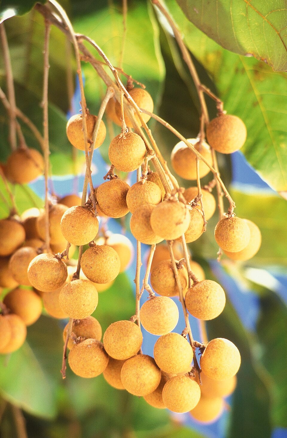 Euphoria nephelioides