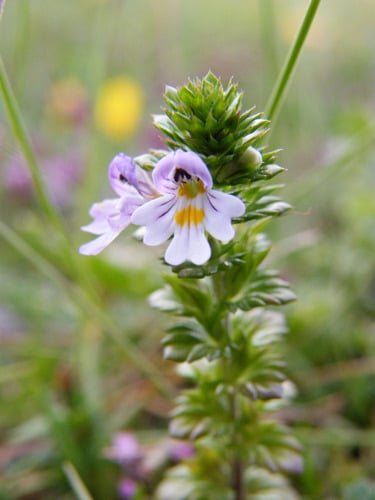 Euphrasia officinalis (Eyebright) — photo