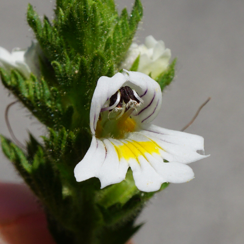 Euphrasia officinalis (Eyebright) — photo