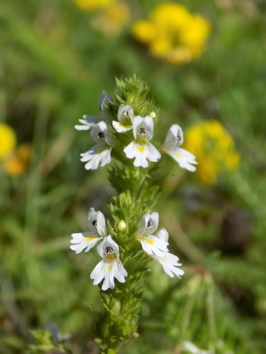 Euphrasia officinalis