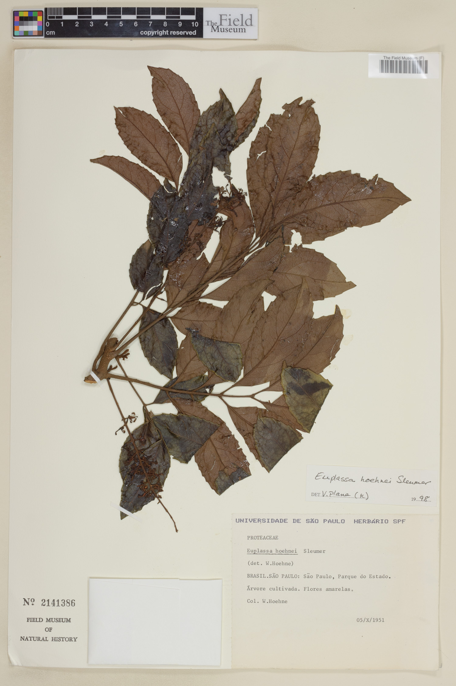 Euplassa hoehnei
