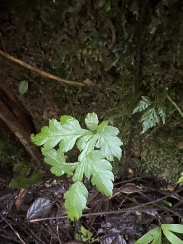 Eupodium laeve (Winged marattia fern) — photo