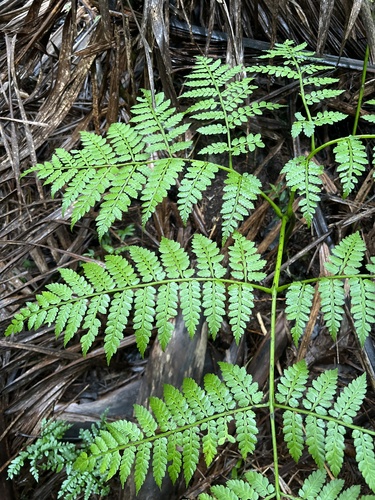 Eupodium laeve (Winged marattia fern) — photo