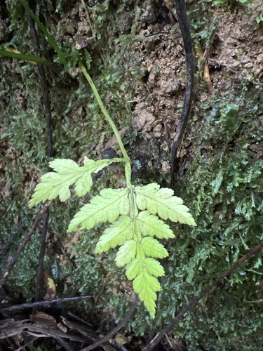 Eupodium laeve