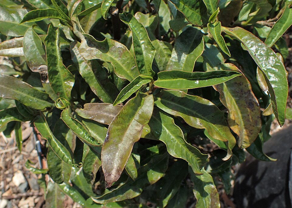 Eupomatia bennettii (Small Bolwarra) — photo