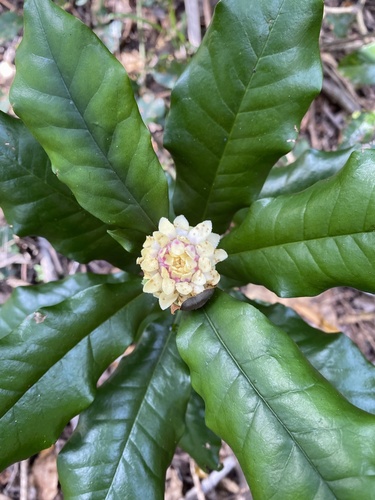 Eupomatiaceae