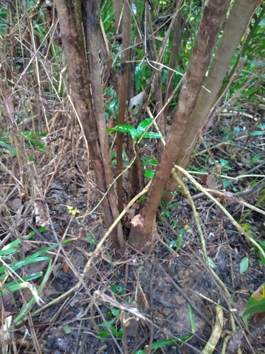 Eupomatia laurina (Bolwarra) — photo