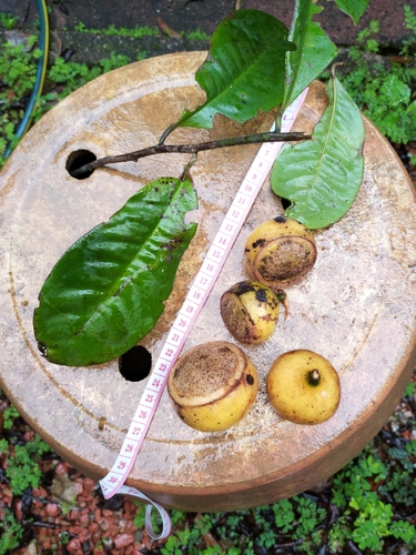 Eupomatia laurina (Bolwarra) — photo
