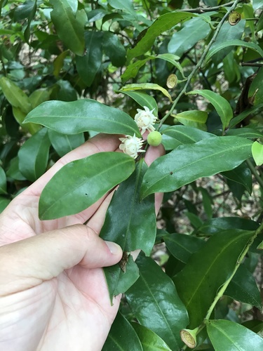 Eupomatia laurina