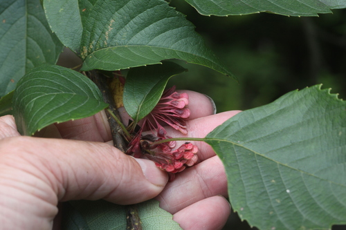 Euptelea pleiosperma — photo