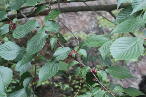 Eupteleaceae