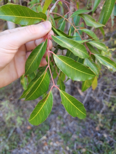 Euroschinus falcatus (Maiden's blush) — photo