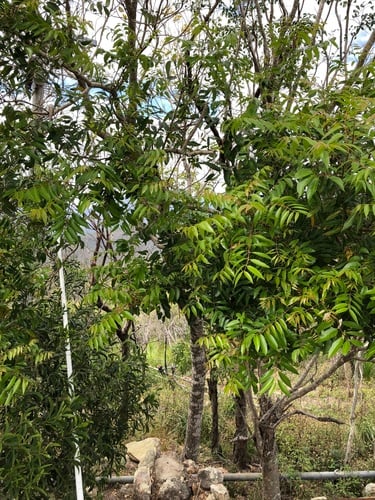 Euroschinus falcatus