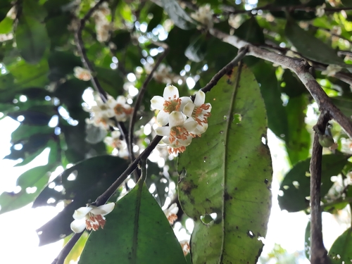 Eurya acuminata (Sagoler bori) — photo